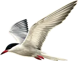 Agulhas Ocean House logo