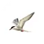 Agulhas Ocean House logo